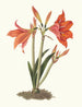 Amaryllis regina amaryllis lys mexicain - Priscilla Susan Bury — artwork view