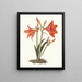 Amaryllis regina amaryllis lys mexicain - Priscilla Susan Bury — framed artwork on a wall