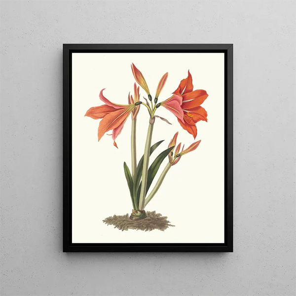 Amaryllis regina amaryllis lys mexicain - Priscilla Susan Bury — framed artwork on a wall