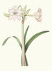 Amaryllis solandriflora var - Priscilla Susan Bury — artwork view