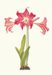 Amaryllis Solandriflora Var or Amaryllis Johnsoni - Priscilla Susan Bury — artwork view