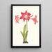 Amaryllis Solandriflora Var or Amaryllis Johnsoni - Priscilla Susan Bury — framed artwork on a wall