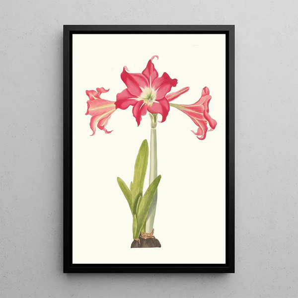 Amaryllis Solandriflora Var or Amaryllis Johnsoni - Priscilla Susan Bury — framed artwork on a wall