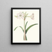 Amaryllis solandriflora var - Priscilla Susan Bury — framed artwork on a wall