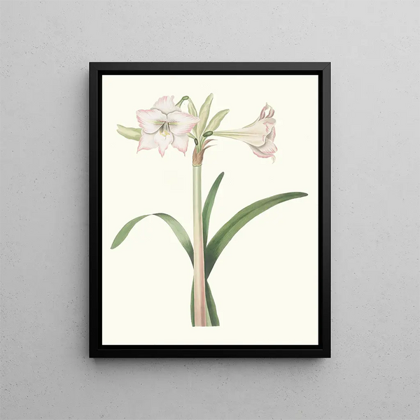 Amaryllis solandriflora var - Priscilla Susan Bury — framed artwork on a wall