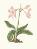 Amaryllis steilatafolia - Priscilla Susan Bury — artwork view