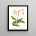 Amaryllis steilatafolia - Priscilla Susan Bury — framed artwork on a wall