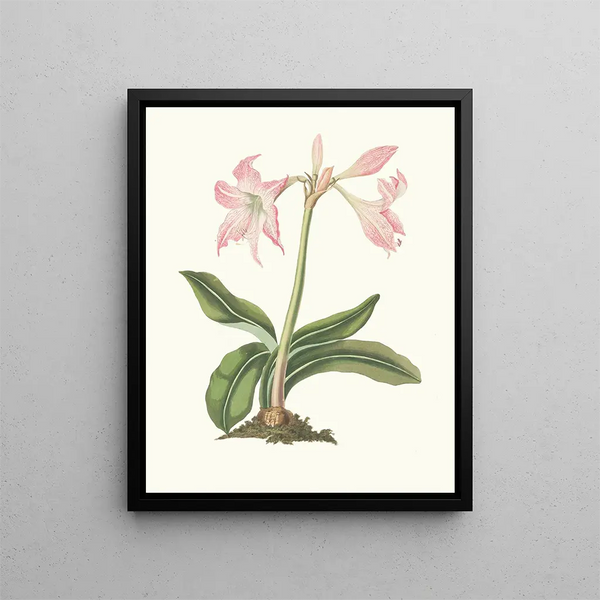 Amaryllis steilatafolia - Priscilla Susan Bury — framed artwork on a wall