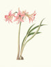 Amaryllis stilosa - Priscilla Susan Bury — artwork view