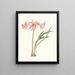 Amaryllis stilosa - Priscilla Susan Bury — framed artwork on a wall