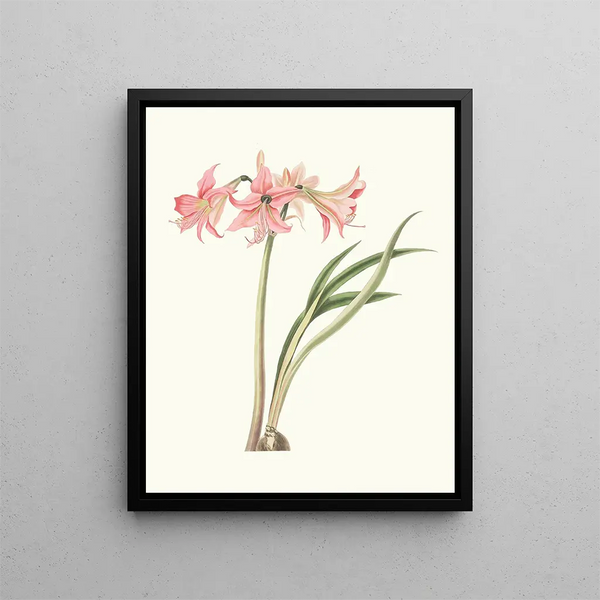 Amaryllis stilosa - Priscilla Susan Bury — framed artwork on a wall