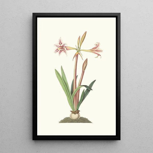 Amaryllis Vittata Minor - Priscilla Susan Bury — framed artwork on a wall