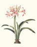 Amaryllis superba vittata - Priscilla Susan Bury — artwork view