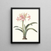 Amaryllis superba vittata - Priscilla Susan Bury — framed artwork on a wall