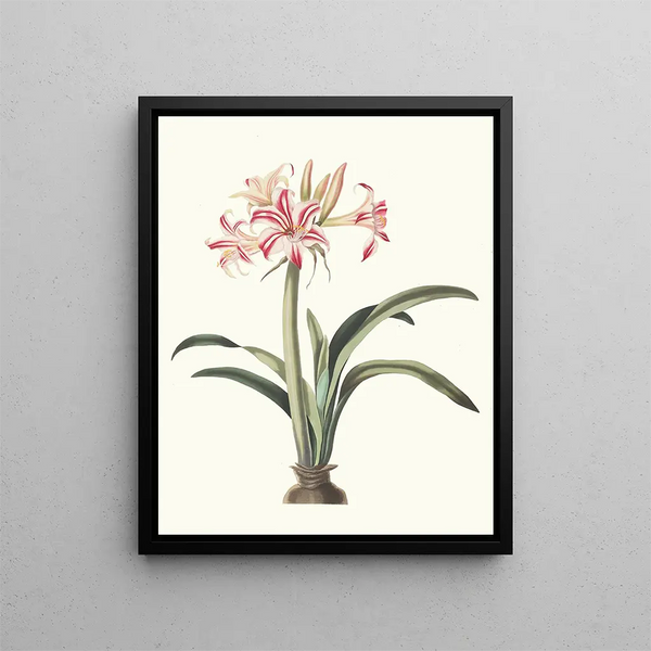 Amaryllis superba vittata - Priscilla Susan Bury — framed artwork on a wall
