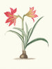 Amaryllis platypetala - Priscilla Susan Bury — artwork view
