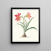 Amaryllis platypetala - Priscilla Susan Bury — framed artwork on a wall