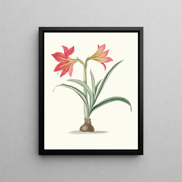 Amaryllis platypetala - Priscilla Susan Bury — framed artwork on a wall
