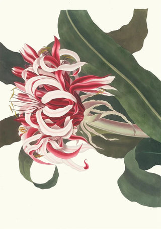 Priscilla Susan Bury - Crinium Augustum Queen Emma.webp