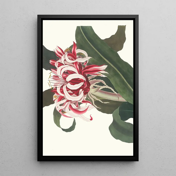 Crinium Augustum Queen Emma - Priscilla Susan Bury — framed artwork on a wall