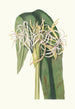 Crinum Declinatum - Priscilla Susan Bury — artwork view