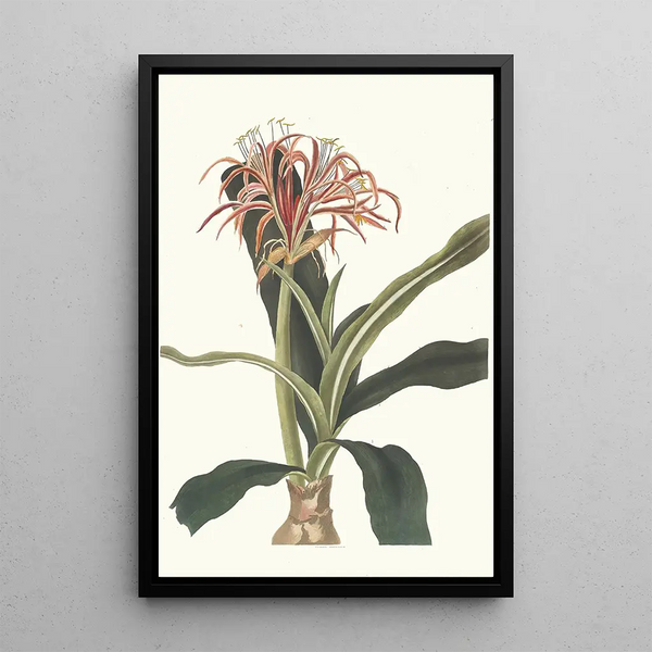 Crinum Hybridum Pedunculatum and Zeylanicum - Priscilla Susan Bury — framed artwork on a wall
