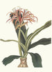 Crinum Hybridum Pedunculatum and Zeylanicum - Priscilla Susan Bury — artwork view
