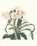 Crinum scabrum - Priscilla Susan Bury — artwork view