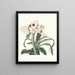 Crinum scabrum - Priscilla Susan Bury — framed artwork on a wall