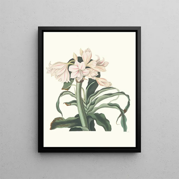 Crinum scabrum - Priscilla Susan Bury — framed artwork on a wall