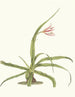 Crinum yuccides - Priscilla Susan Bury — artwork view