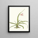 Crinum yuccides - Priscilla Susan Bury — framed artwork on a wall