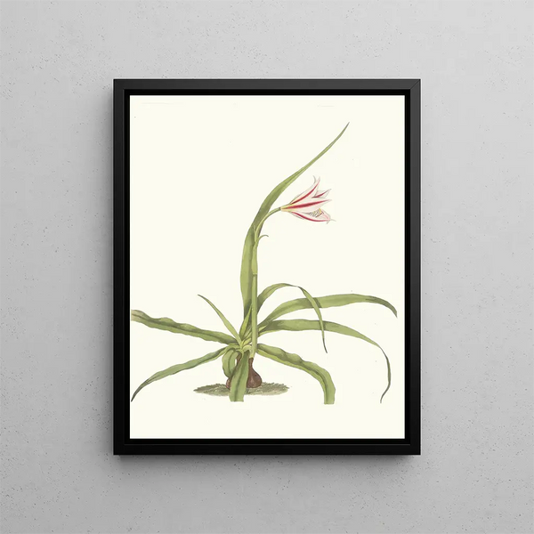Crinum yuccides - Priscilla Susan Bury — framed artwork on a wall