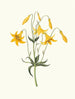 Lilium canadense lis du Canada lis jaune sauvage - Priscilla Susan Bury — artwork view