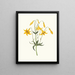 Lilium canadense lis du Canada lis jaune sauvage - Priscilla Susan Bury — framed artwork on a wall