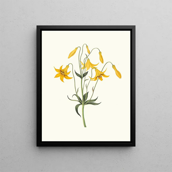 Lilium canadense lis du Canada lis jaune sauvage - Priscilla Susan Bury — framed artwork on a wall