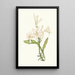 Lilium Candidum - Priscilla Susan Bury — framed artwork on a wall