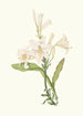 Lilium Candidum - Priscilla Susan Bury — artwork view