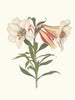 Lys japonais - Priscilla Susan Bury — artwork view