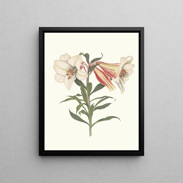 Lys japonais - Priscilla Susan Bury — framed artwork on a wall