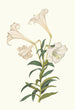 Lilium Longiflorum - Priscilla Susan Bury — artwork view