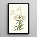 Lilium Longiflorum - Priscilla Susan Bury — framed artwork on a wall