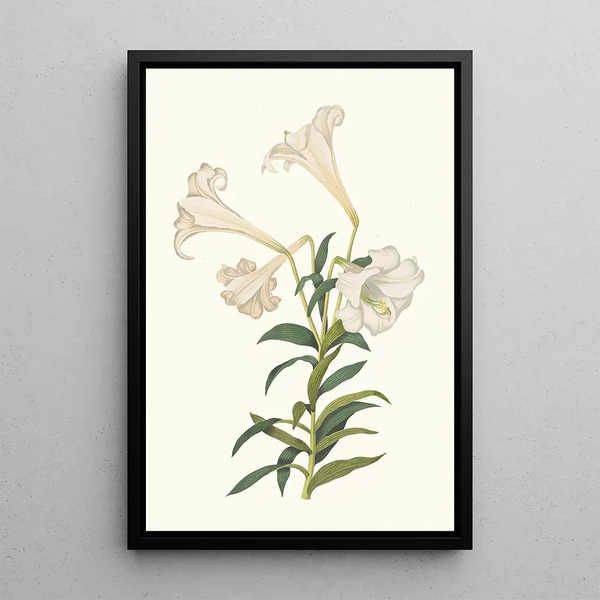 Lilium Longiflorum - Priscilla Susan Bury — framed artwork on a wall