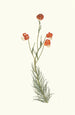 Lilium Pyrenaicum - Priscilla Susan Bury — artwork view