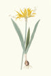 Nerine Aurea - Priscilla Susan Bury — artwork view