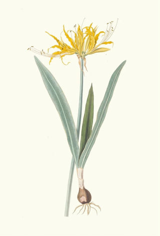 Priscilla Susan Bury - Nerine Aurea.webp