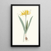 Nerine Aurea - Priscilla Susan Bury — framed artwork on a wall