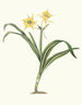 Pancratium amancaes - Priscilla Susan Bury — artwork view