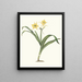 Pancratium amancaes - Priscilla Susan Bury — framed artwork on a wall
