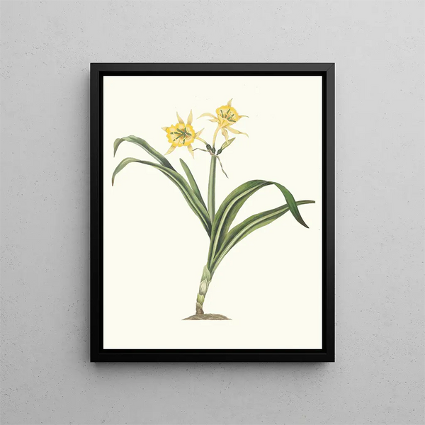 Pancratium amancaes - Priscilla Susan Bury — framed artwork on a wall